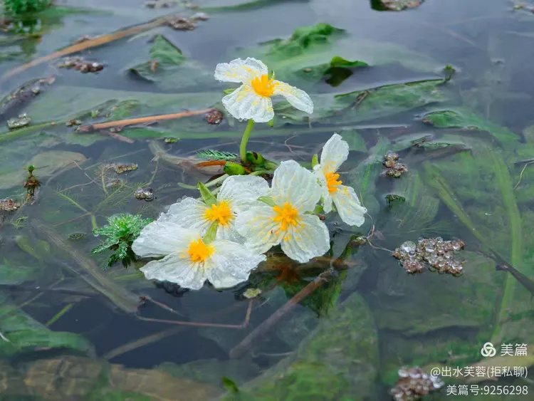 开满花的河,水性扬花的美一一永福百寿看海菜花